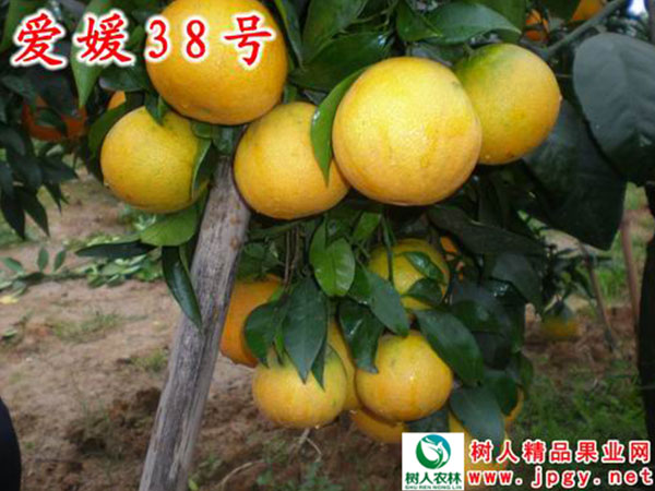 早熟蜜桔熟了 等你来撩