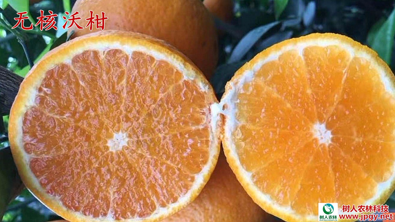 无核沃柑