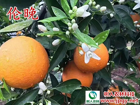 伦晚脐橙