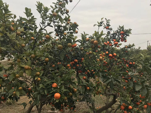 《黄龙病危害惨状 超乎您的想象》