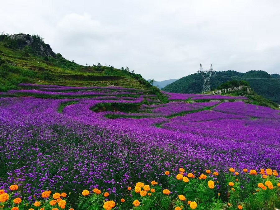 乌蒙花海 ---野玉海国际旅游度假区帕斯谷千亩玫瑰花海简介