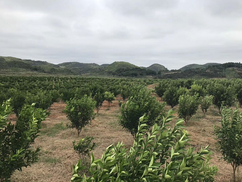 客户回访第三站-富川