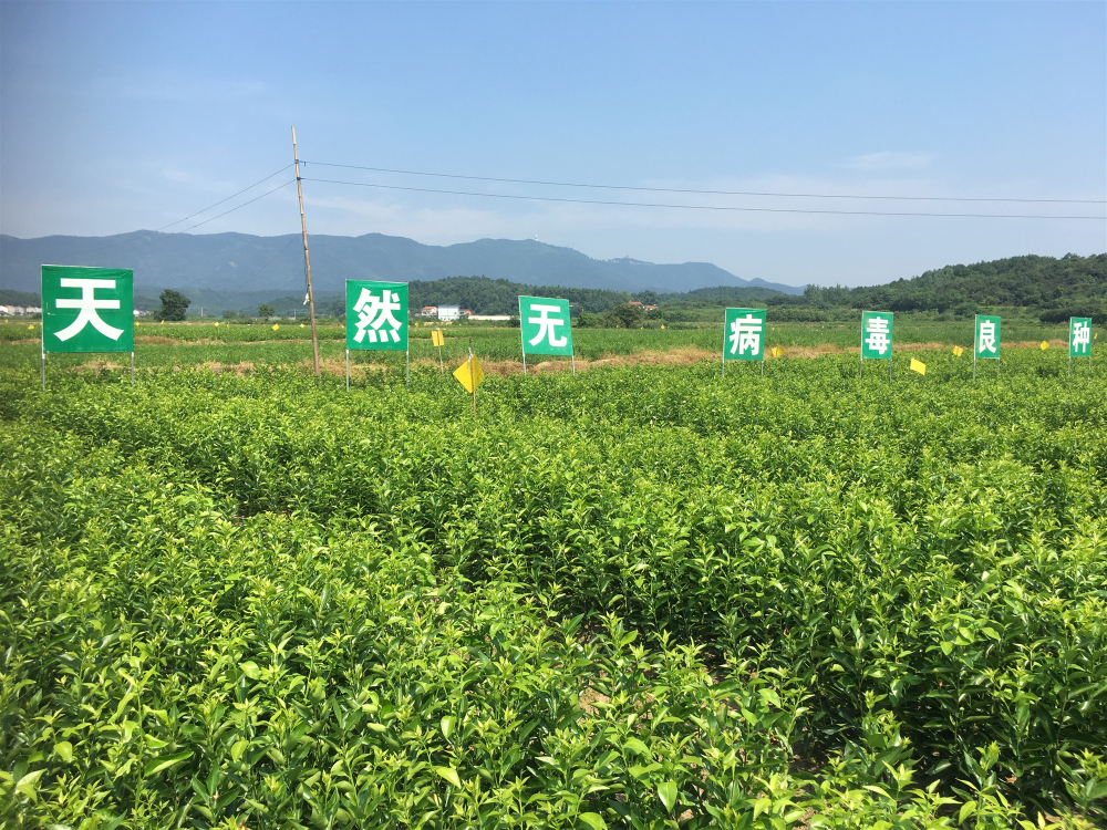 十月小阳春，栽苗好季节
