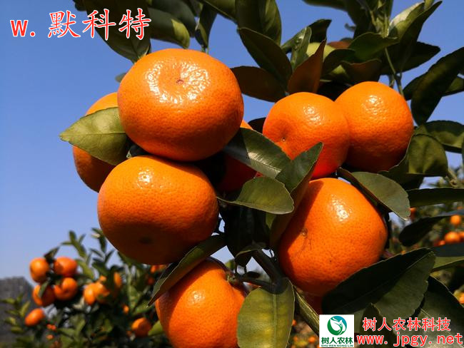 w·默科特