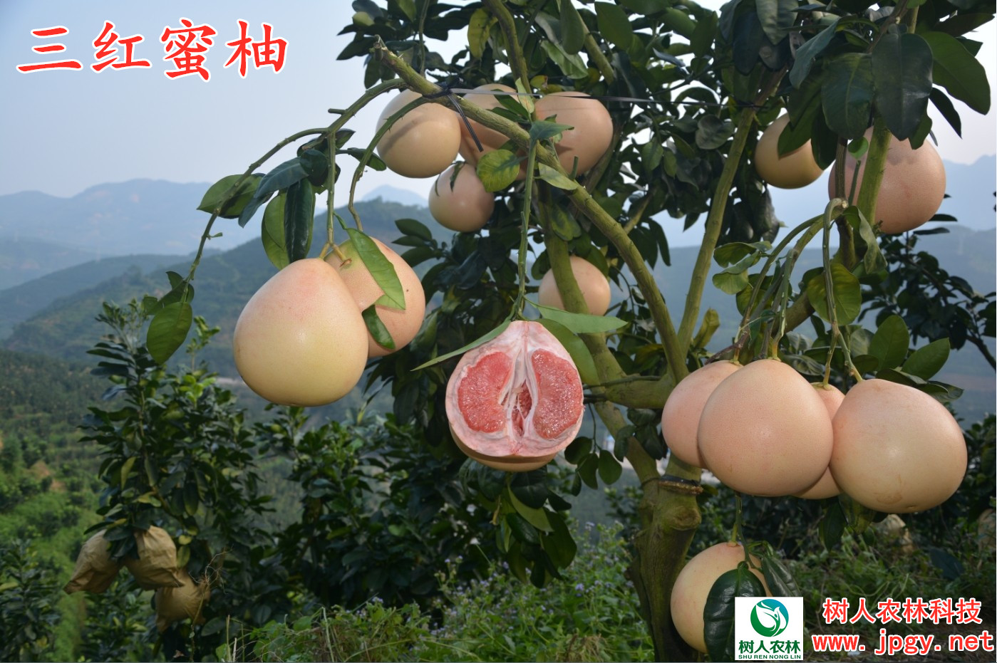 三红蜜柚
