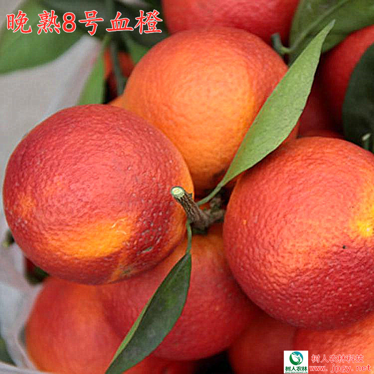 晚熟8号血橙