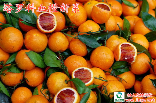 塔罗科血橙新系