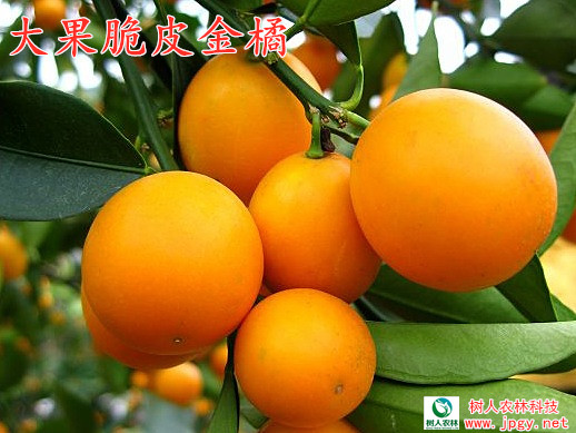 大果脆皮金橘