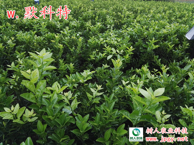 湖南树人农林科技有限公司,湖南柑橘品种销售,中国果树网,常绿果树类哪里好