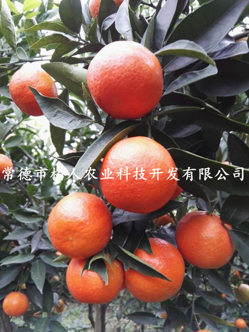政策咨询