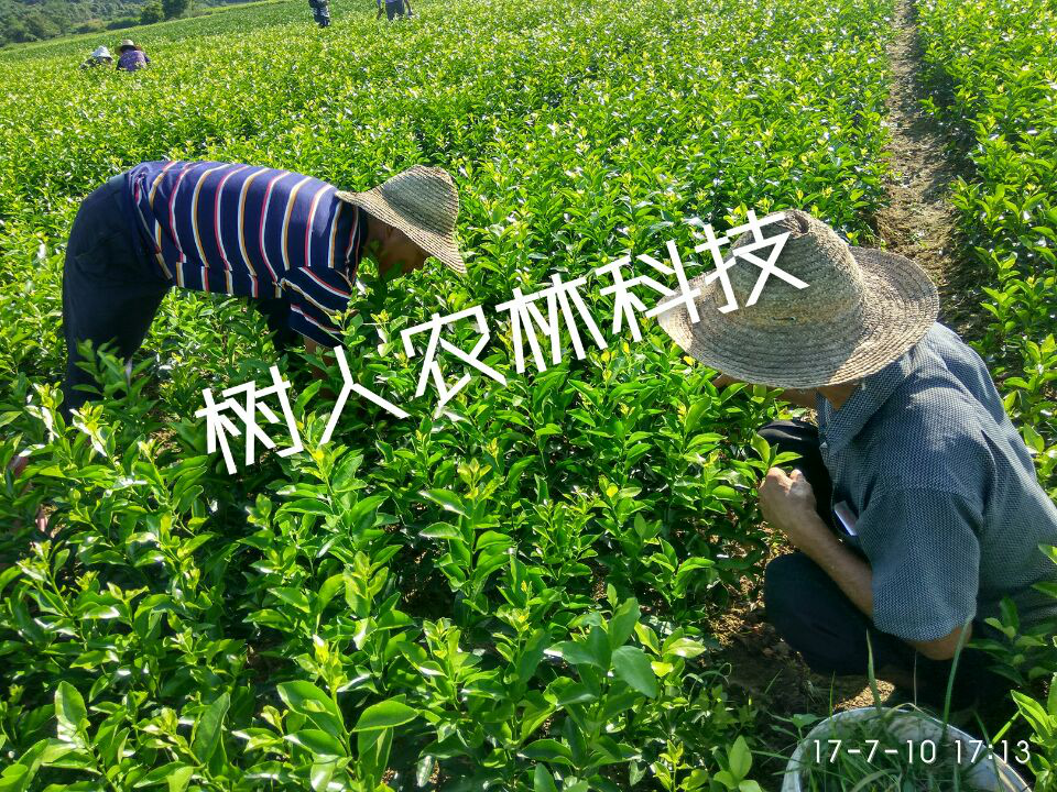 湖南树人农林科技有限公司,湖南柑橘品种销售,中国果树网,常绿果树类哪里好