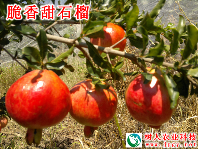 湖南树人农林科技有限公司,湖南柑橘品种销售,中国果树网,常绿果树类哪里好