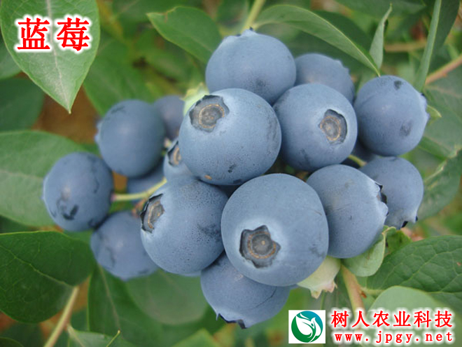 湖南树人农林科技有限公司,湖南柑橘品种销售,中国果树网,常绿果树类哪里好