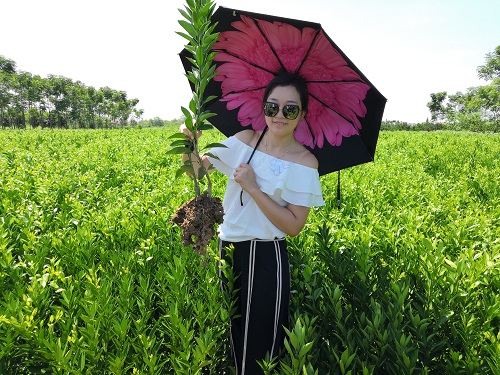 彩色油菜花的研究与开发推广