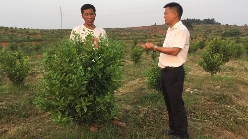 彩色油菜花的研究与开发推广