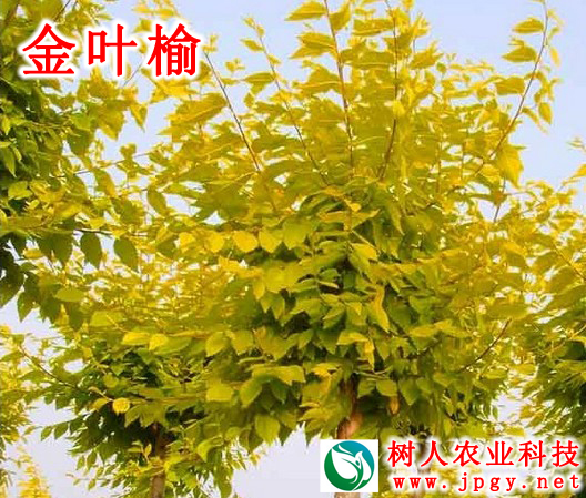 湖南树人农林科技有限公司,湖南柑橘品种销售,中国果树网,常绿果树类哪里好