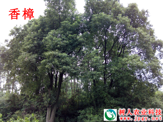 湖南树人农林科技有限公司,湖南柑橘品种销售,中国果树网,常绿果树类哪里好