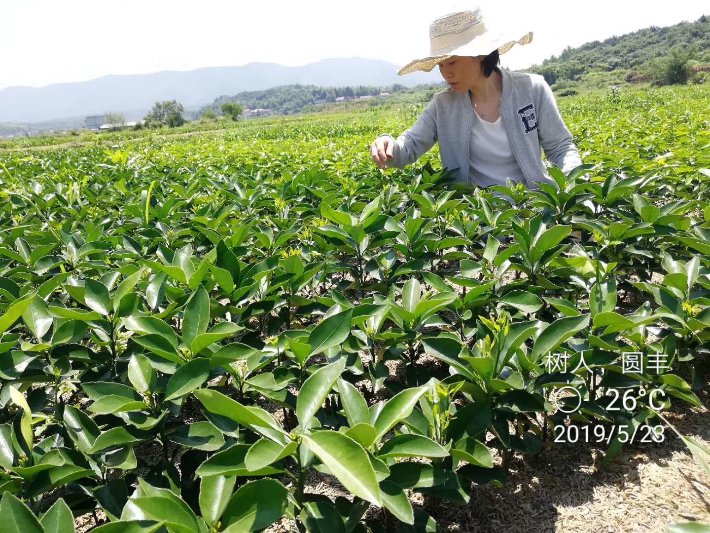 湖南树人农林科技有限公司,湖南柑橘品种销售,中国果树网,常绿果树类哪里好