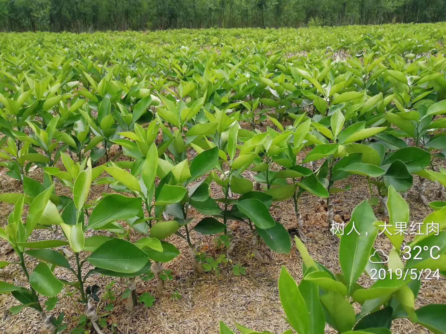 湖南树人农林科技有限公司,湖南柑橘品种销售,中国果树网,常绿果树类哪里好