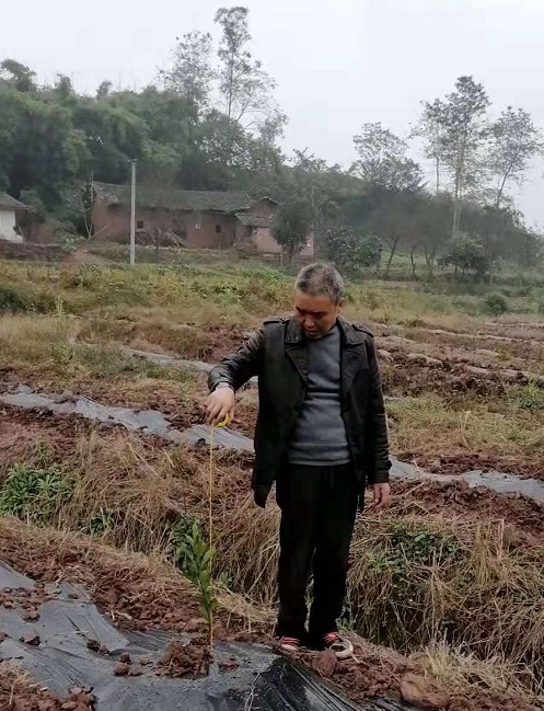 湖南树人农林科技有限公司,湖南柑橘品种销售,中国果树网,常绿果树类哪里好