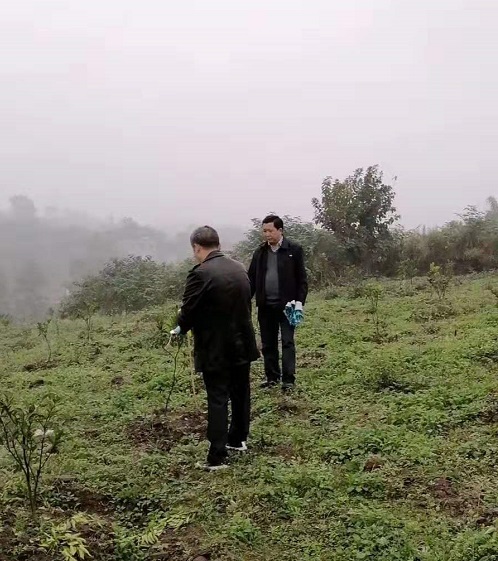 湖南树人农林科技有限公司,湖南柑橘品种销售,中国果树网,常绿果树类哪里好