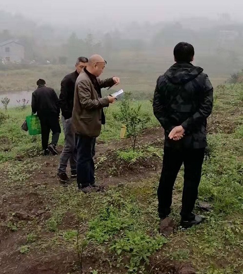 湖南树人农林科技有限公司,湖南柑橘品种销售,中国果树网,常绿果树类哪里好