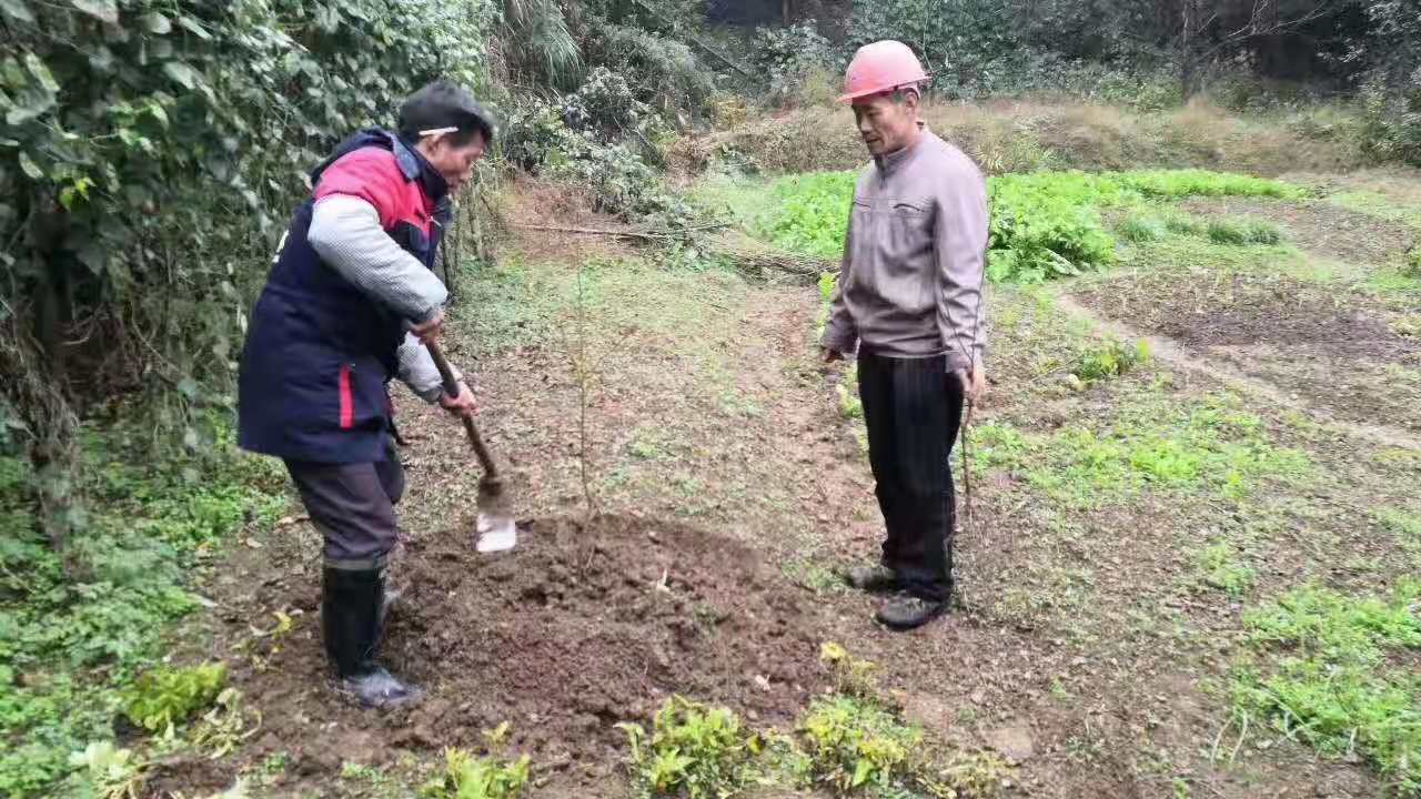 湖南树人农林科技有限公司,湖南柑橘品种销售,中国果树网,常绿果树类哪里好