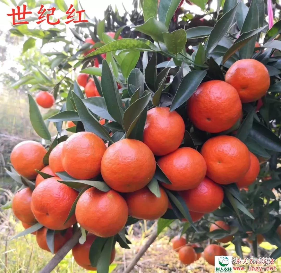 湖南树人农林科技有限公司,湖南柑橘品种销售,中国果树网,常绿果树类哪里好