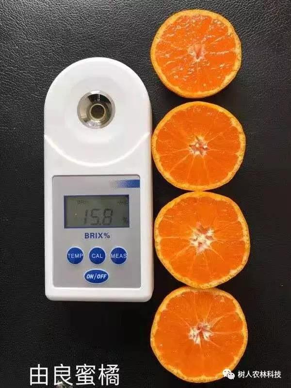 湖南树人农林科技有限公司,湖南柑橘品种销售,中国果树网,常绿果树类哪里好