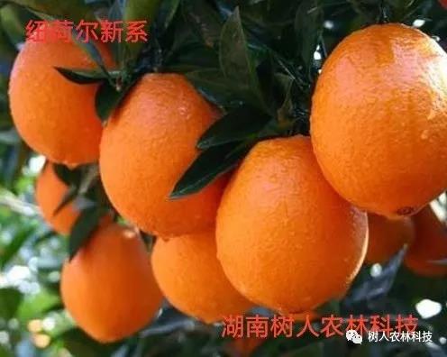 湖南树人农林科技有限公司,湖南柑橘品种销售,中国果树网,常绿果树类哪里好