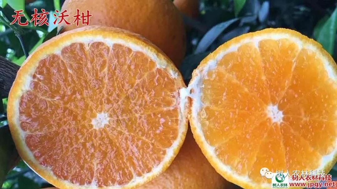湖南树人农林科技有限公司,湖南柑橘品种销售,中国果树网,常绿果树类哪里好