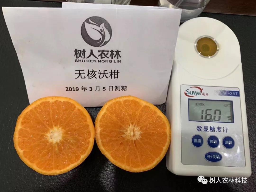 湖南树人农林科技有限公司,湖南柑橘品种销售,中国果树网,常绿果树类哪里好