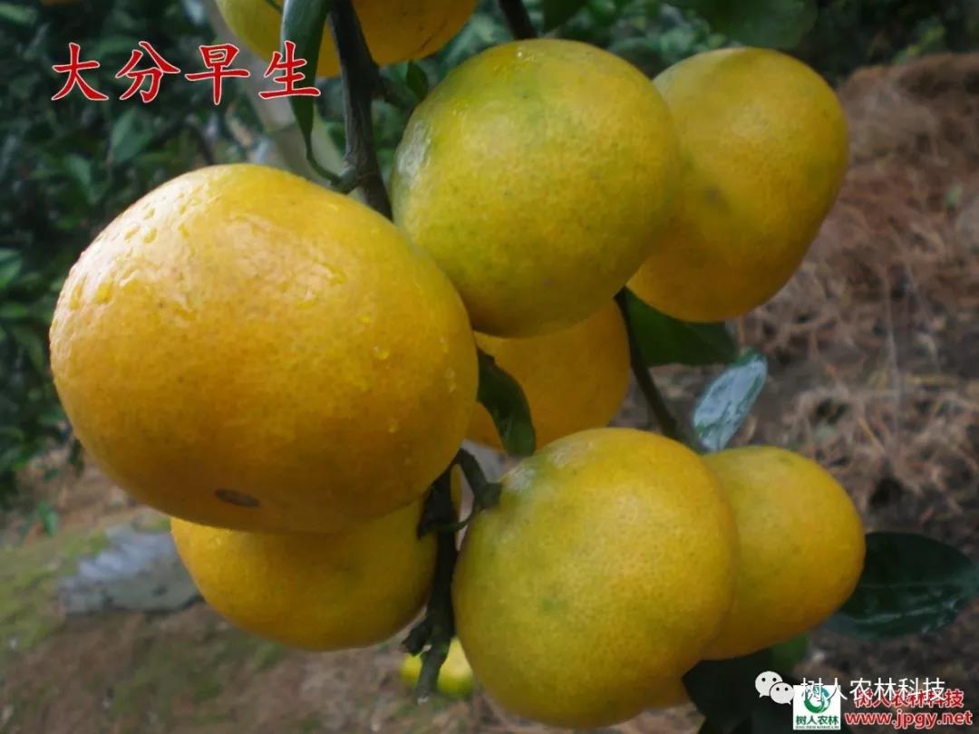 湖南树人农林科技有限公司,湖南柑橘品种销售,中国果树网,常绿果树类哪里好