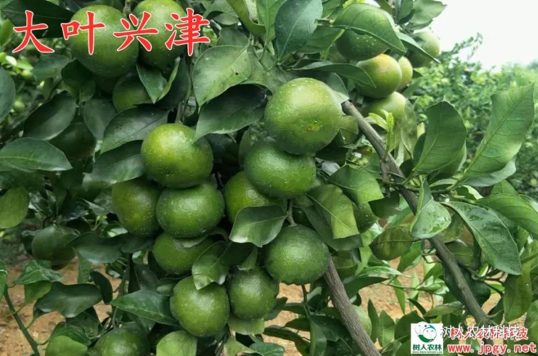 湖南树人农林科技有限公司,湖南柑橘品种销售,中国果树网,常绿果树类哪里好