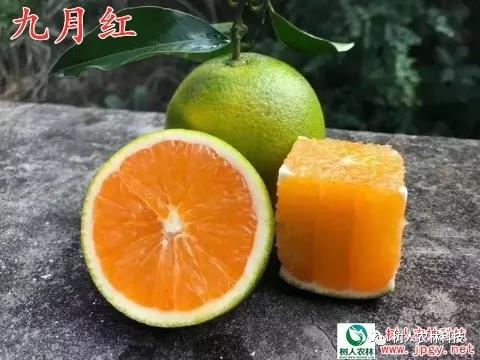 湖南树人农林科技有限公司,湖南柑橘品种销售,中国果树网,常绿果树类哪里好