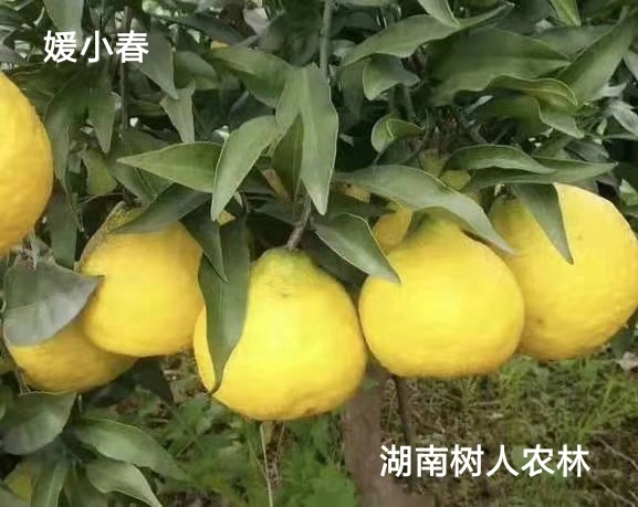 湖南树人农林科技有限公司,湖南柑橘品种销售,中国果树网,常绿果树类哪里好