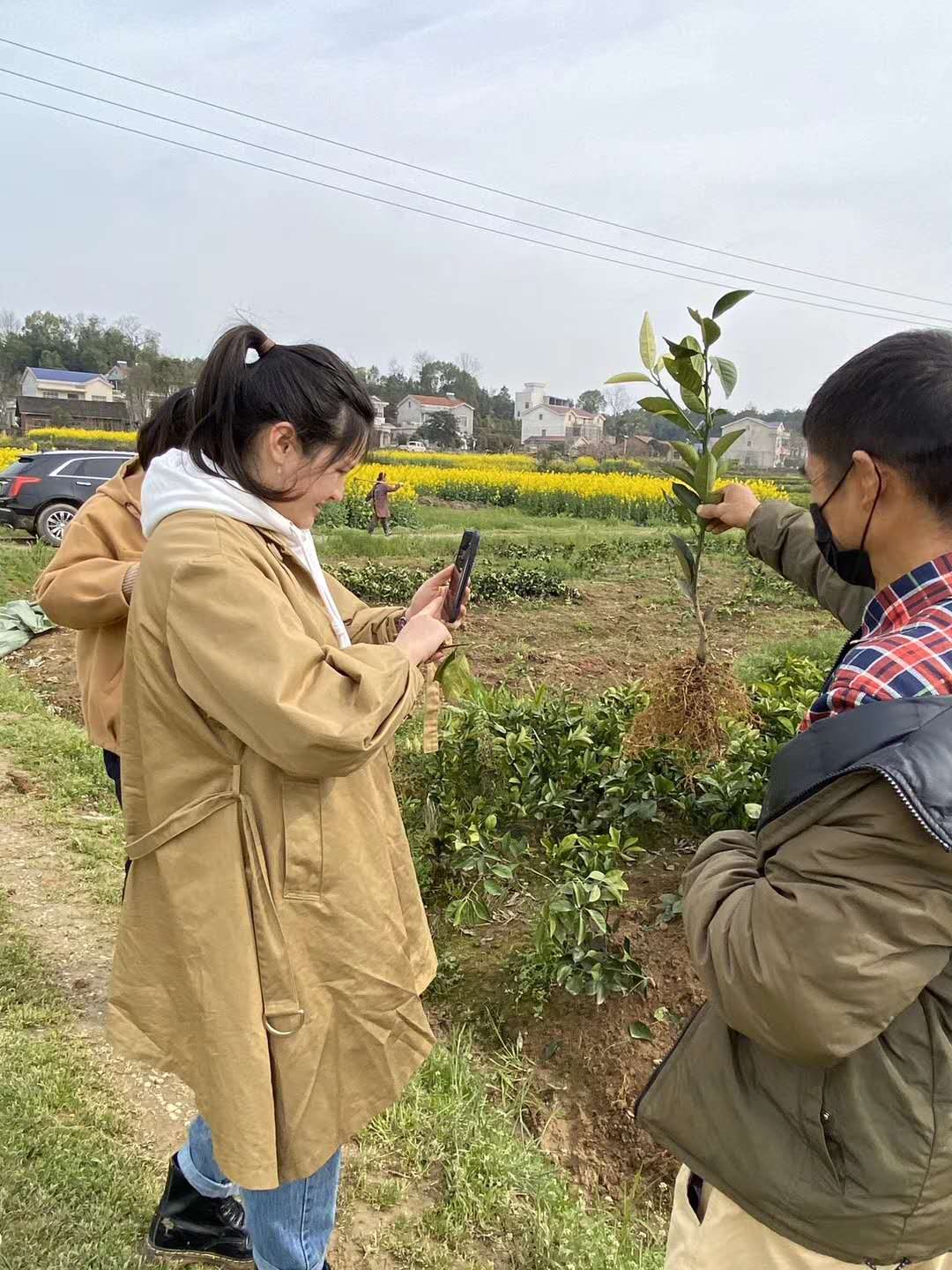 湖南树人农林科技有限公司,湖南柑橘品种销售,中国果树网,常绿果树类哪里好