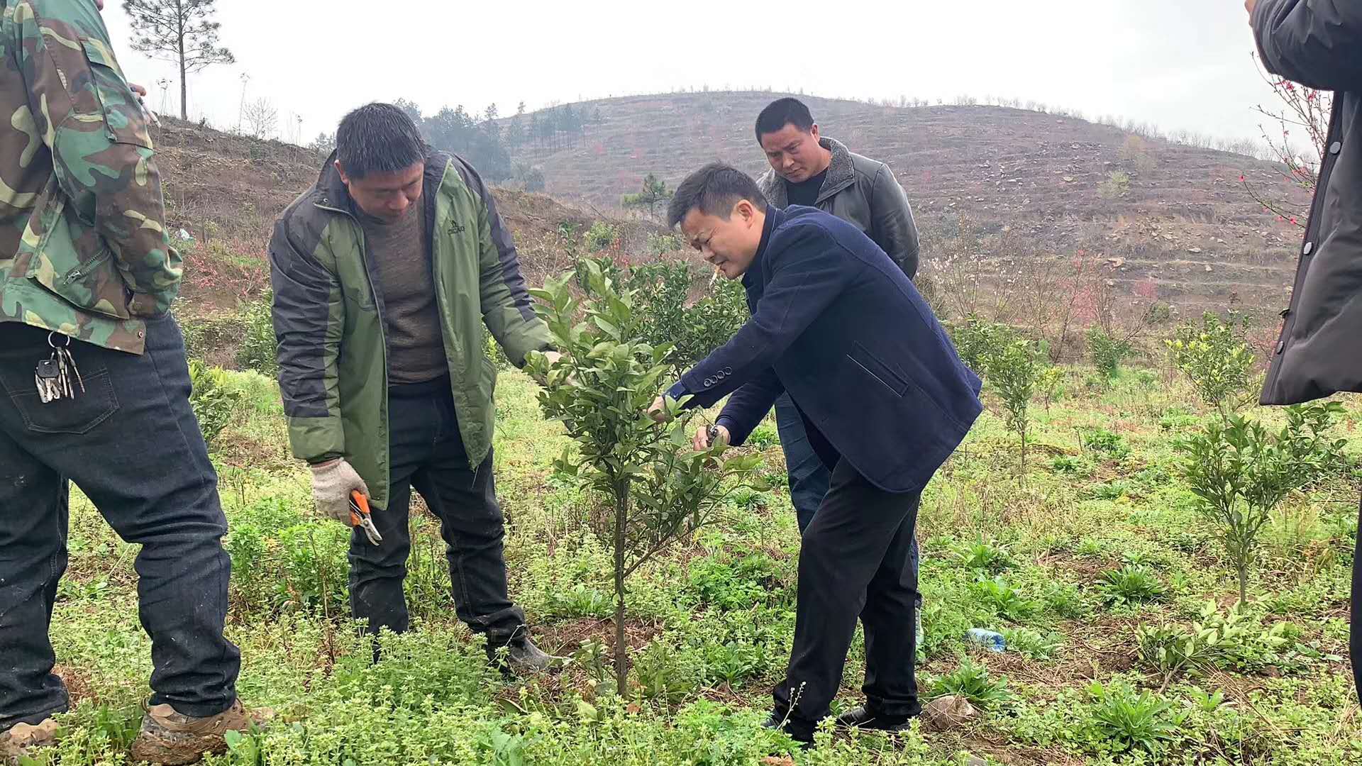 湖南树人农林科技有限公司,湖南柑橘品种销售,中国果树网,常绿果树类哪里好