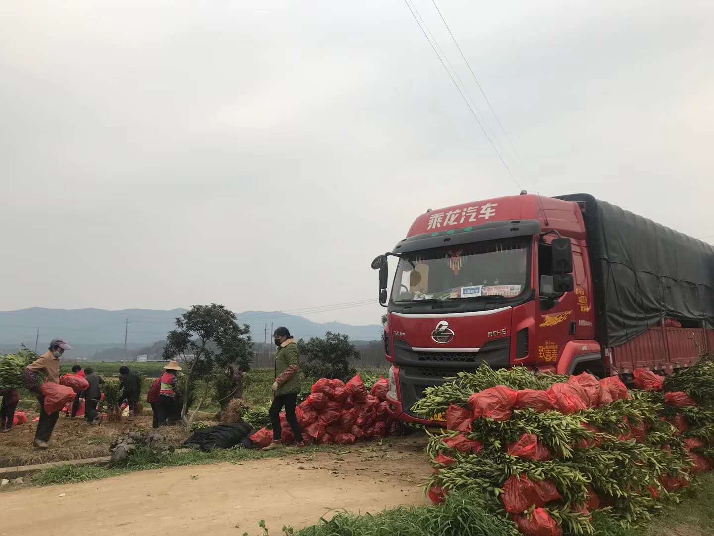 湖南树人农林科技有限公司,湖南柑橘品种销售,中国果树网,常绿果树类哪里好