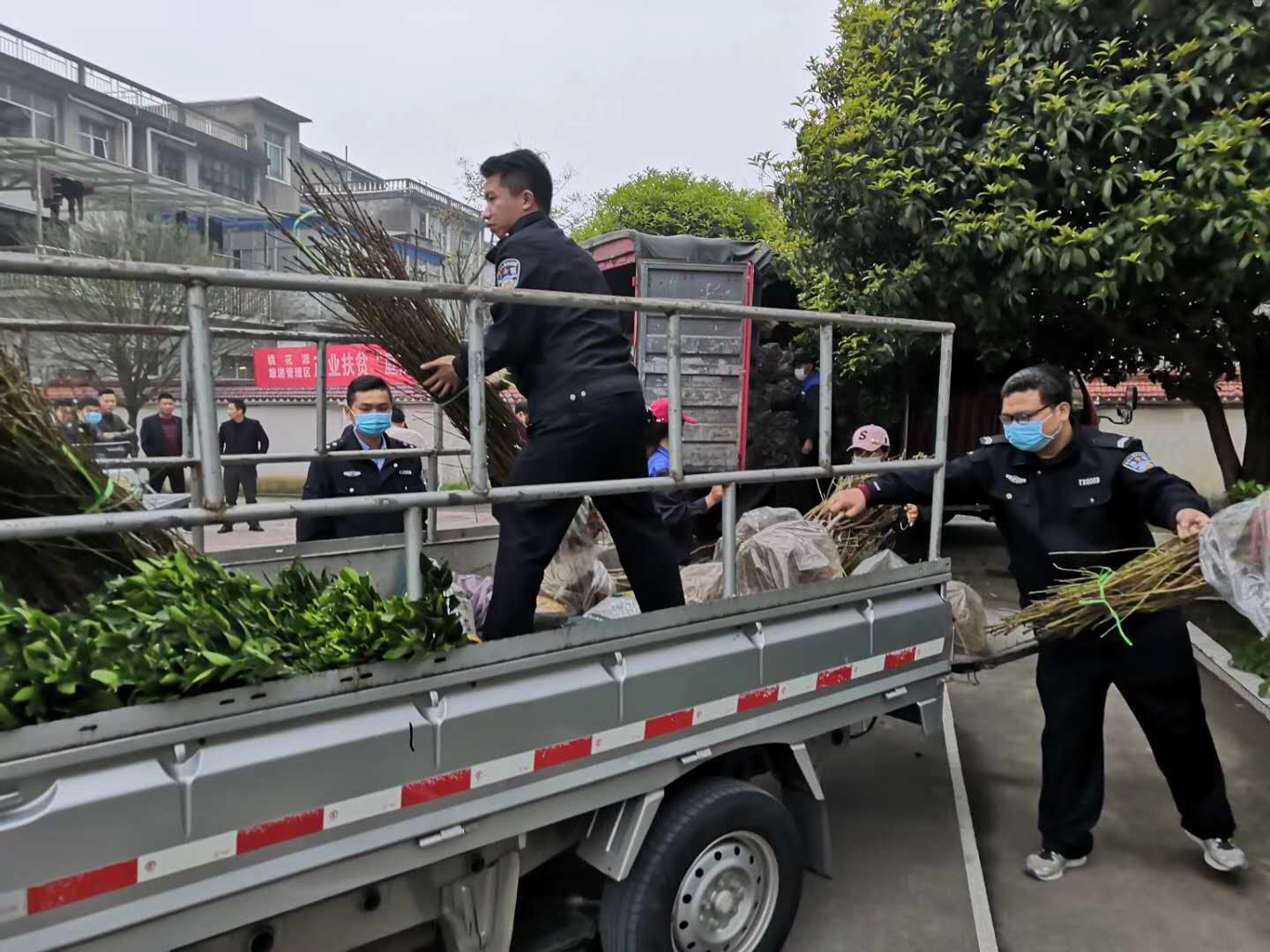 湖南树人农林科技有限公司,湖南柑橘品种销售,中国果树网,常绿果树类哪里好