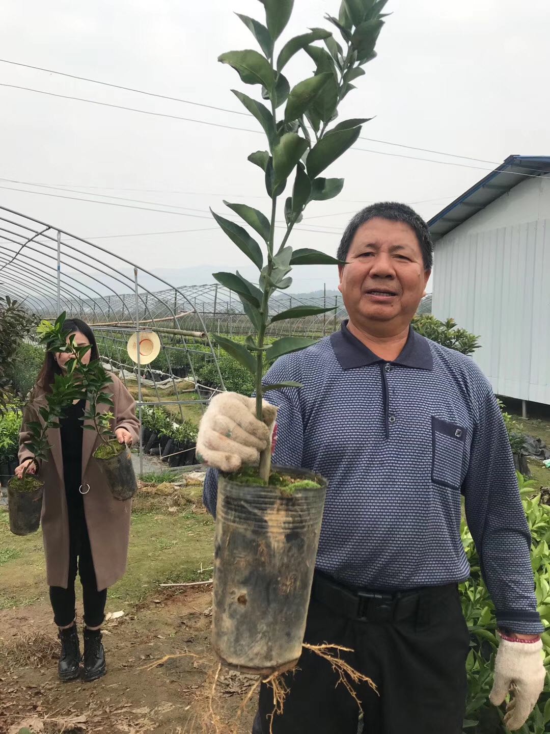 湖南树人农林科技有限公司,湖南柑橘品种销售,中国果树网,常绿果树类哪里好