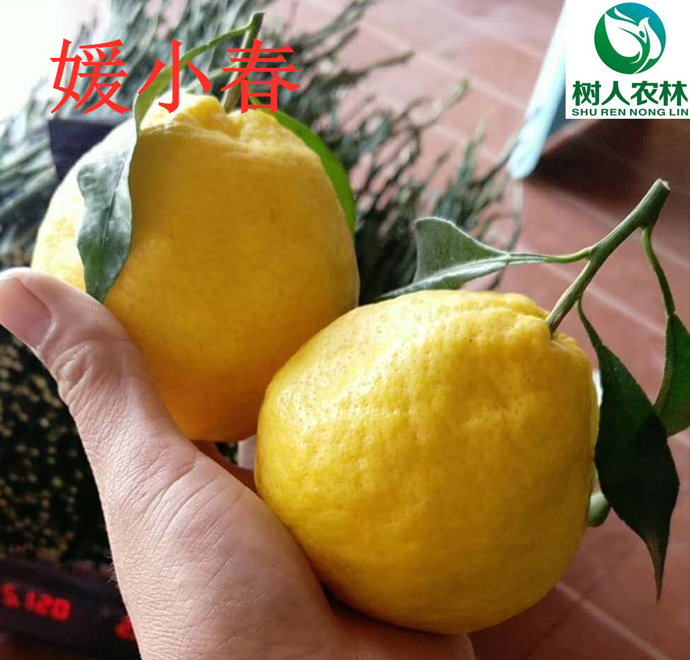 湖南树人农林科技有限公司,湖南柑橘品种销售,中国果树网,常绿果树类哪里好