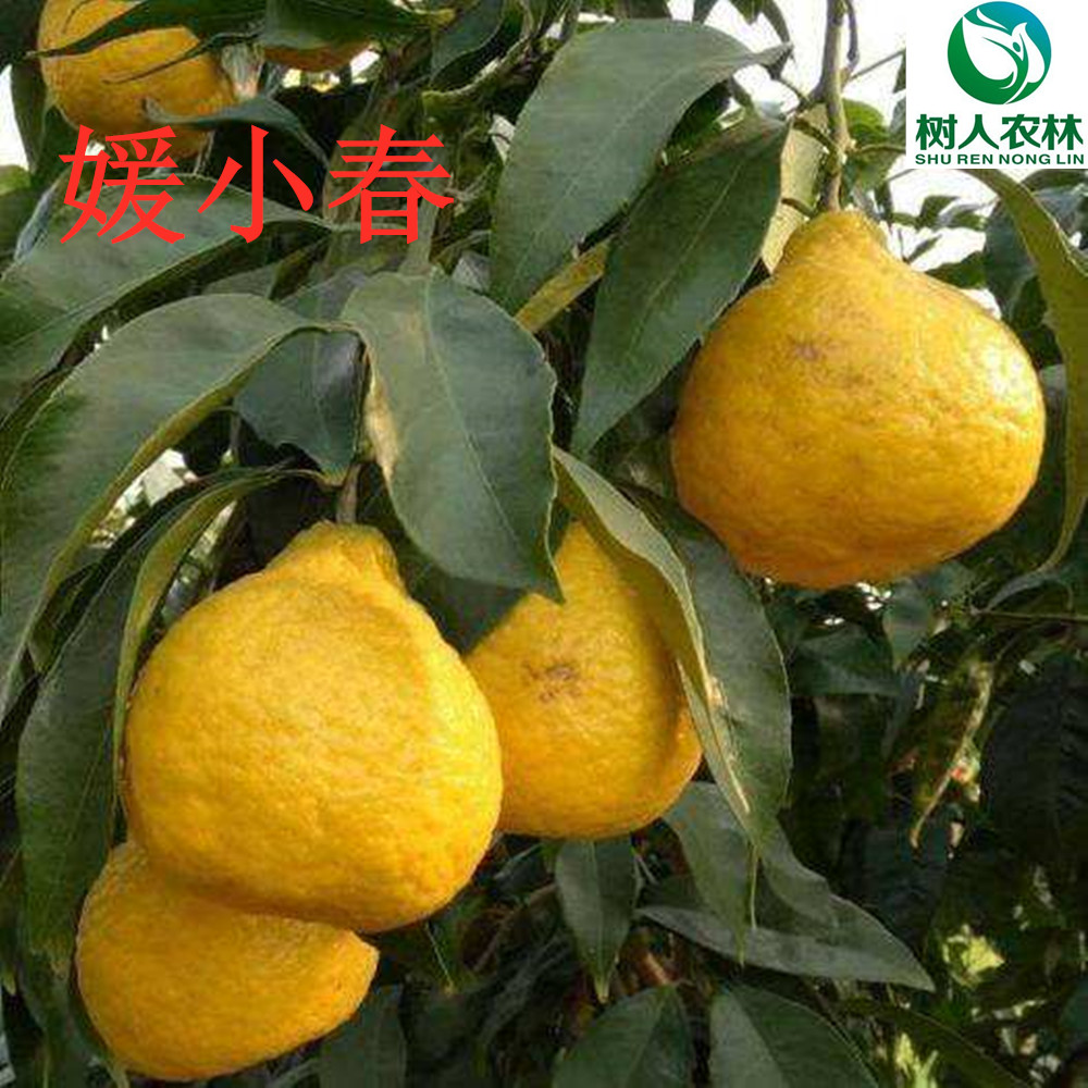 湖南树人农林科技有限公司,湖南柑橘品种销售,中国果树网,常绿果树类哪里好