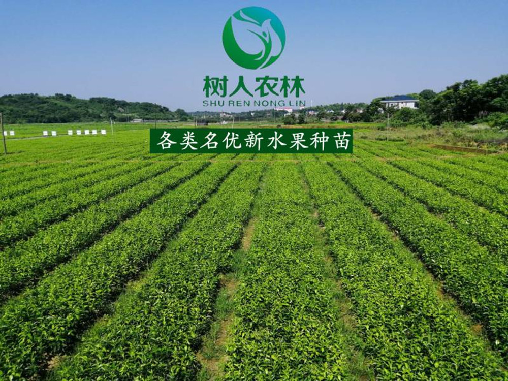 湖南树人农林科技有限公司,湖南柑橘品种销售,中国果树网,常绿果树类哪里好