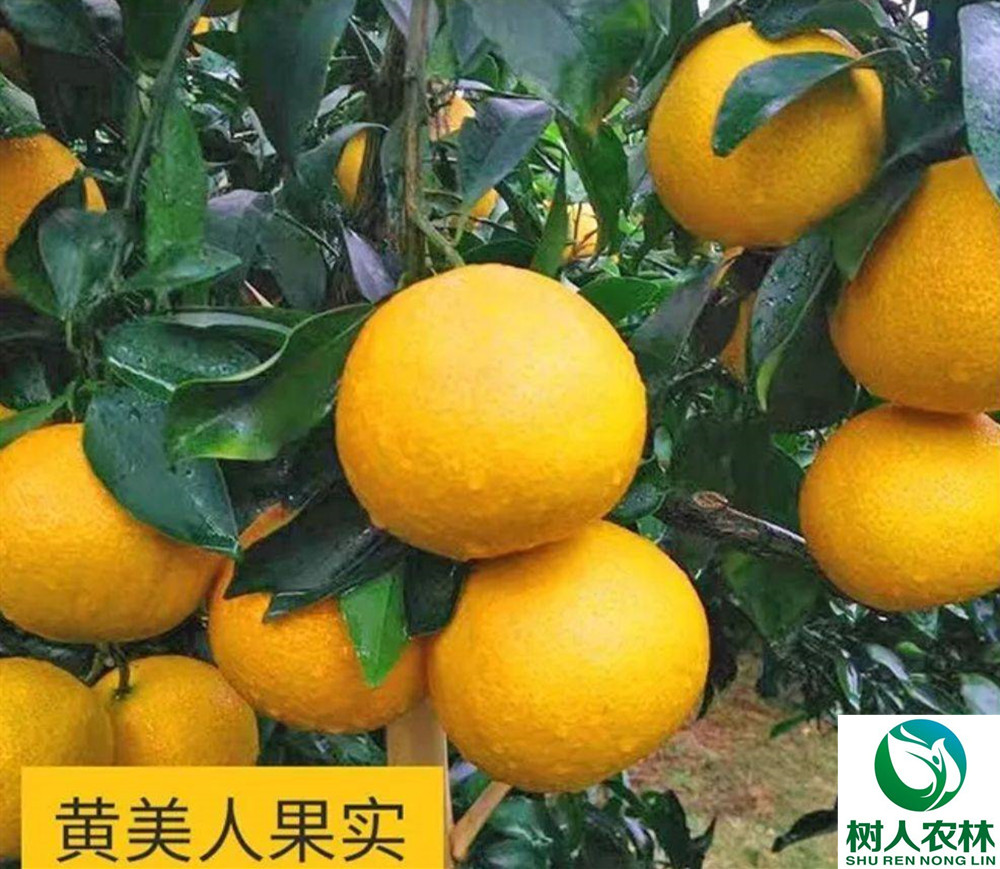 湖南树人农林科技有限公司,湖南柑橘品种销售,中国果树网,常绿果树类哪里好