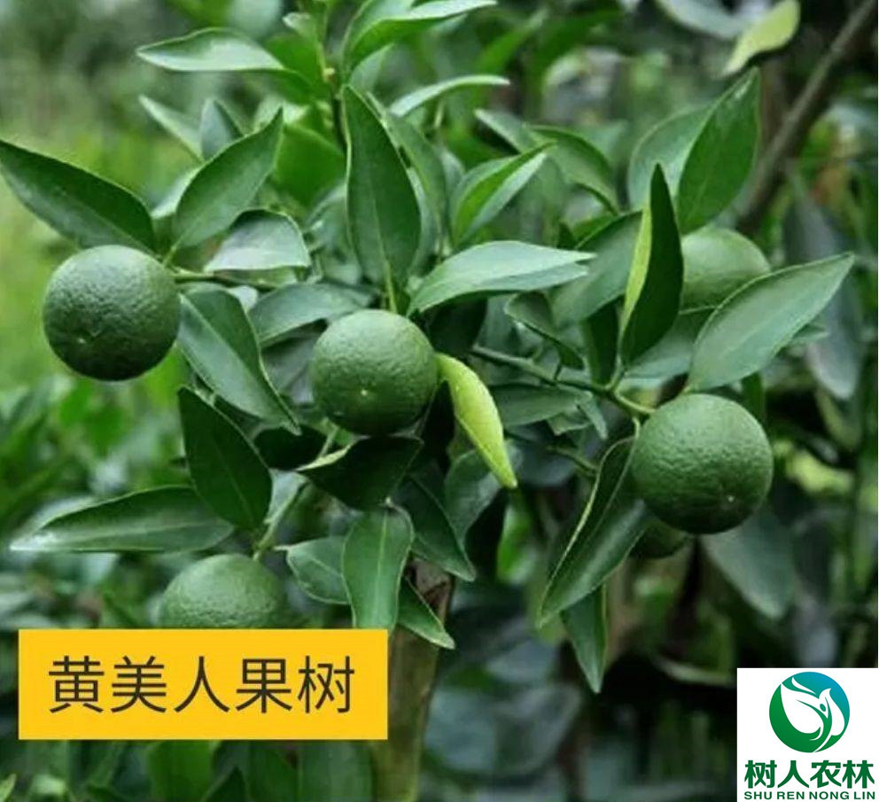 湖南树人农林科技有限公司,湖南柑橘品种销售,中国果树网,常绿果树类哪里好