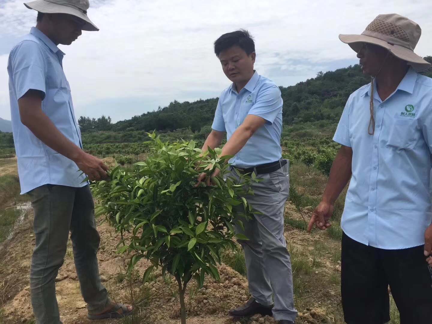 湖南树人农林科技有限公司,湖南柑橘品种销售,中国果树网,常绿果树类哪里好